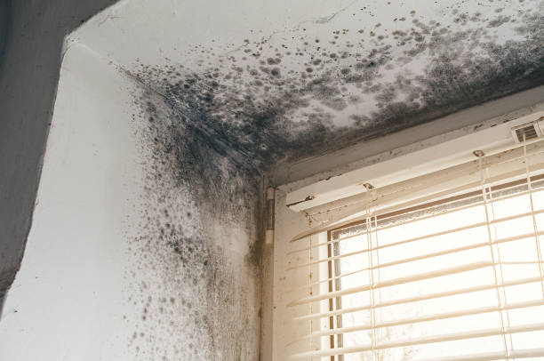 Affordable Commercial Mold Remediation solutions in Mount Washington, KY